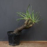 T.カカリオイデス EC1227