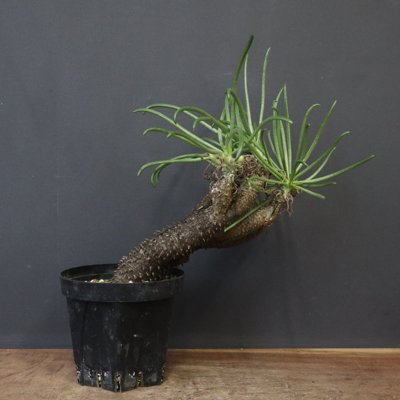 T.カカリオイデス EC1227