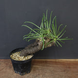 T.カカリオイデス EC1227