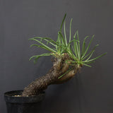 T.カカリオイデス EC1227