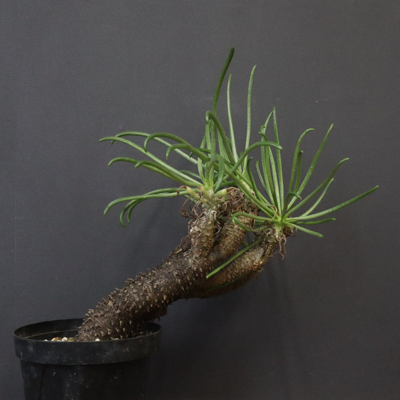 T.カカリオイデス EC1227