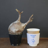 P.グラキリス 1960