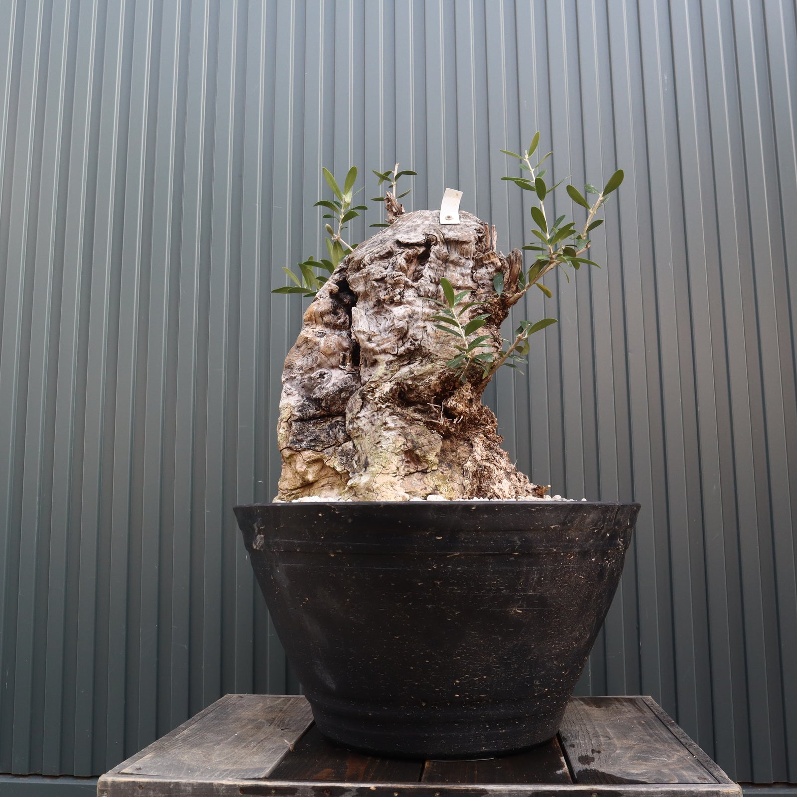 オールドオリーブ（古木） EC571 – TaiShoDo ONLINE SHOP