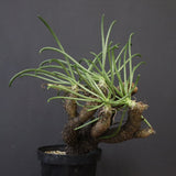 T.カカリオイデス EC1227