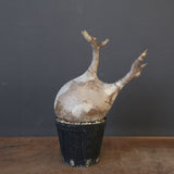 P.グラキリス 1960