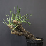 T.カカリオイデス EC1227