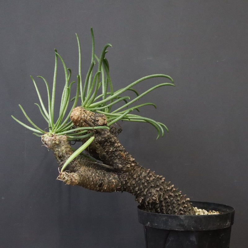 T.カカリオイデス EC1227