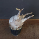 P.グラキリス 1960