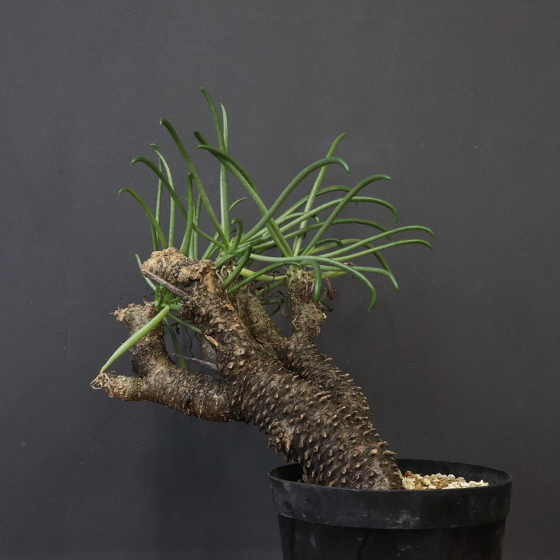 T.カカリオイデス EC1227