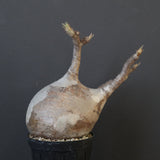 P.グラキリス 1960