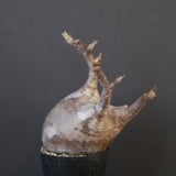 P.グラキリス 1960