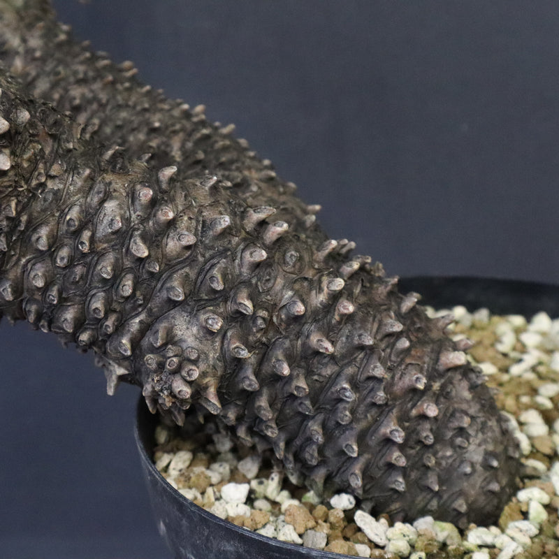 T.カカリオイデス EC1227