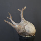 P.グラキリス 1960