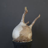 P.グラキリス 1960