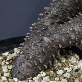 T.カカリオイデス EC1227