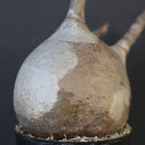 P.グラキリス 1960