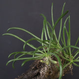 T.カカリオイデス EC1227