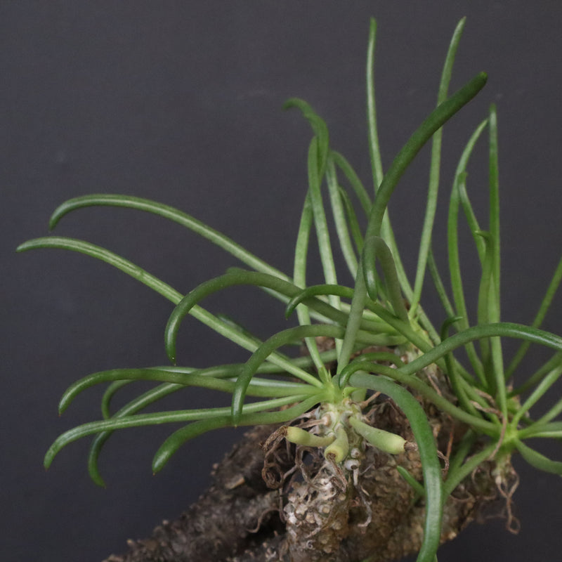 T.カカリオイデス EC1227