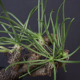 T.カカリオイデス EC1227