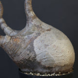 P.グラキリス 1960