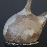 P.グラキリス 1960