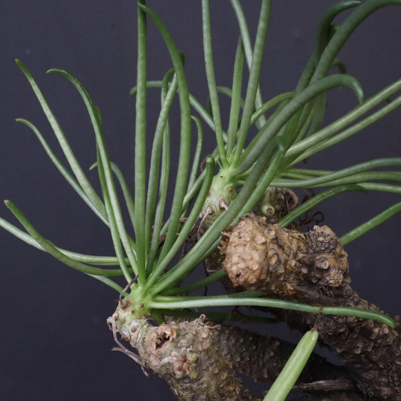 T.カカリオイデス EC1227