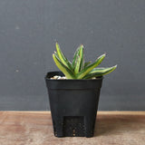 アガベ 笹の雪 黄中斑 EC815