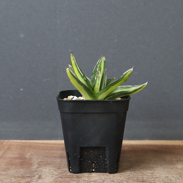 アガベ 笹の雪 黄中斑 EC815