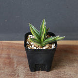 アガベ 笹の雪 黄中斑 EC815