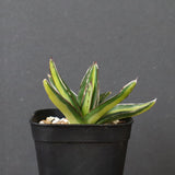 アガベ 笹の雪 黄中斑 EC815