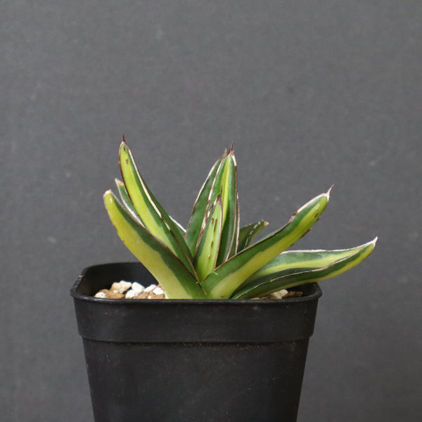 アガベ 笹の雪 黄中斑 EC815