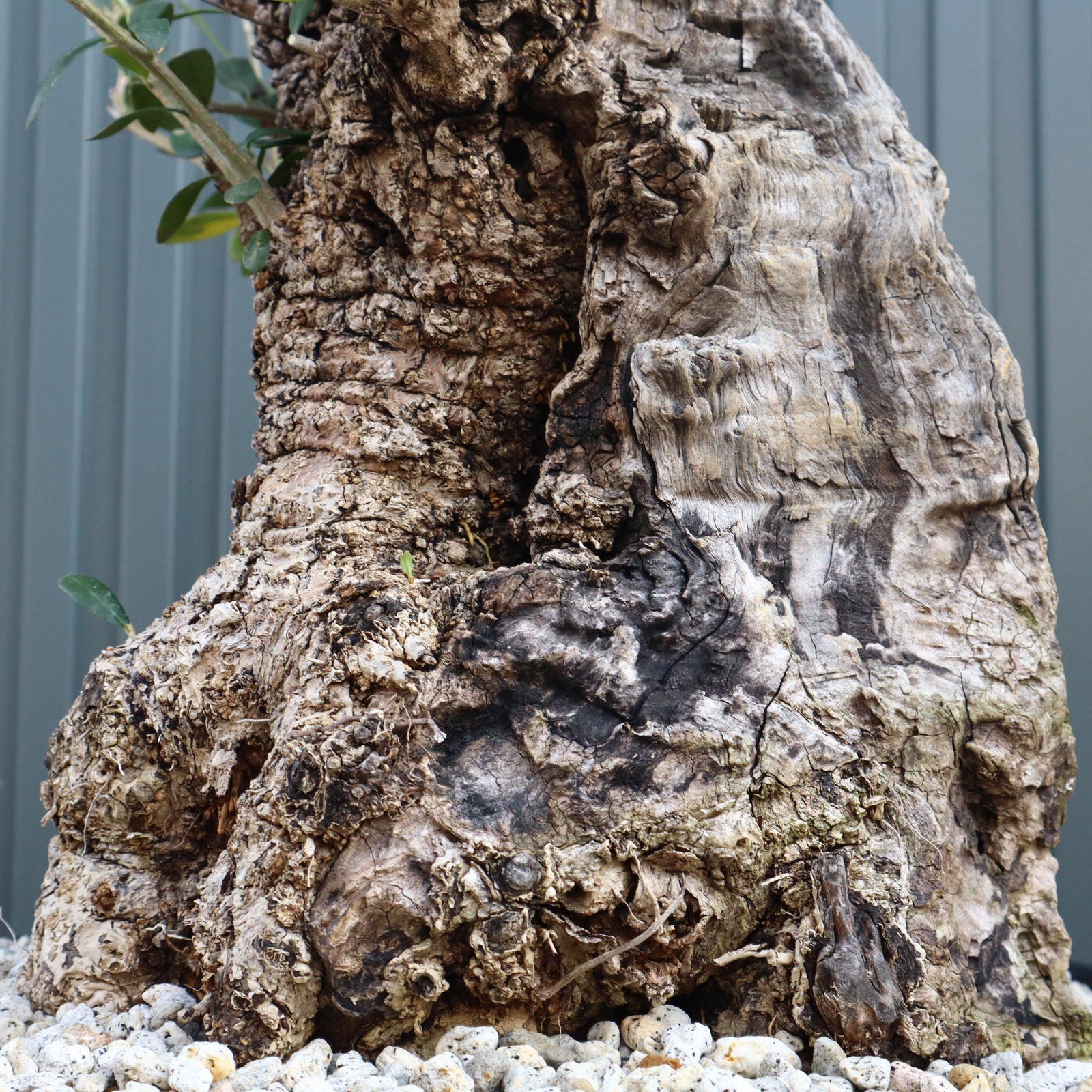 オールドオリーブ（古木） EC571 – TaiShoDo ONLINE SHOP