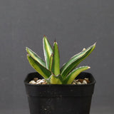 アガベ 笹の雪 黄中斑 EC815