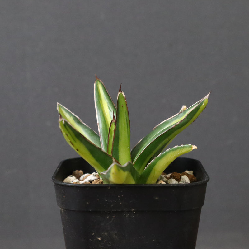 アガベ 笹の雪 黄中斑 EC815