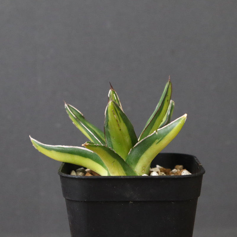 アガベ 笹の雪 黄中斑 EC815