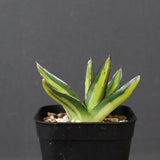 アガベ 笹の雪 黄中斑 EC815