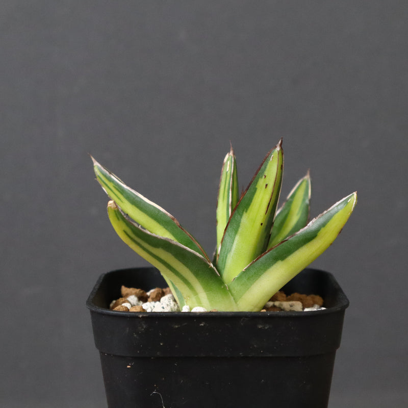 アガベ 笹の雪 黄中斑 EC815