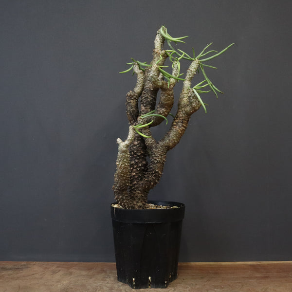 T.カカリオイデス EC1228