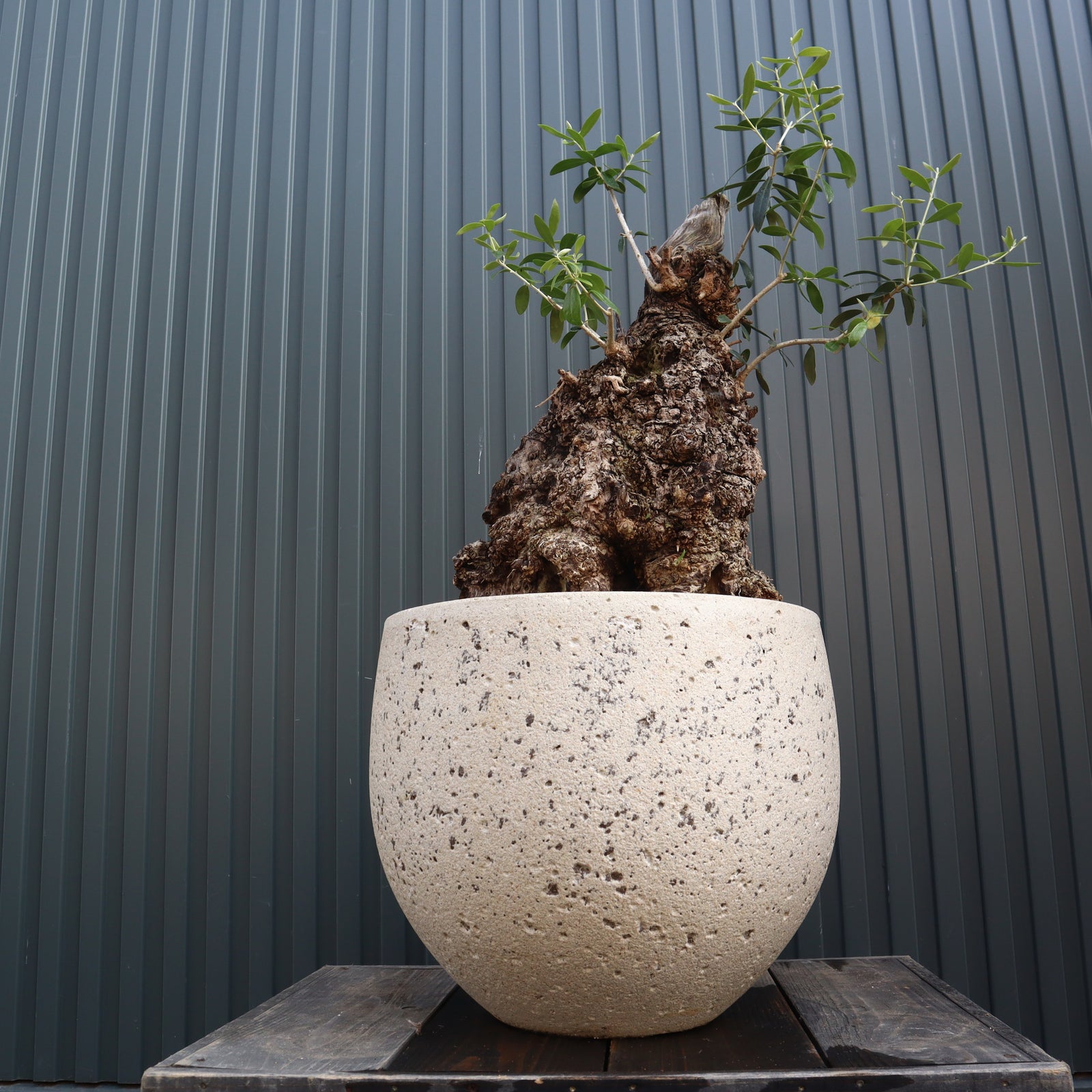 IMG_4506_ea4442b4-0a5e-47d3-