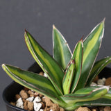 アガベ 笹の雪 黄中斑 EC815