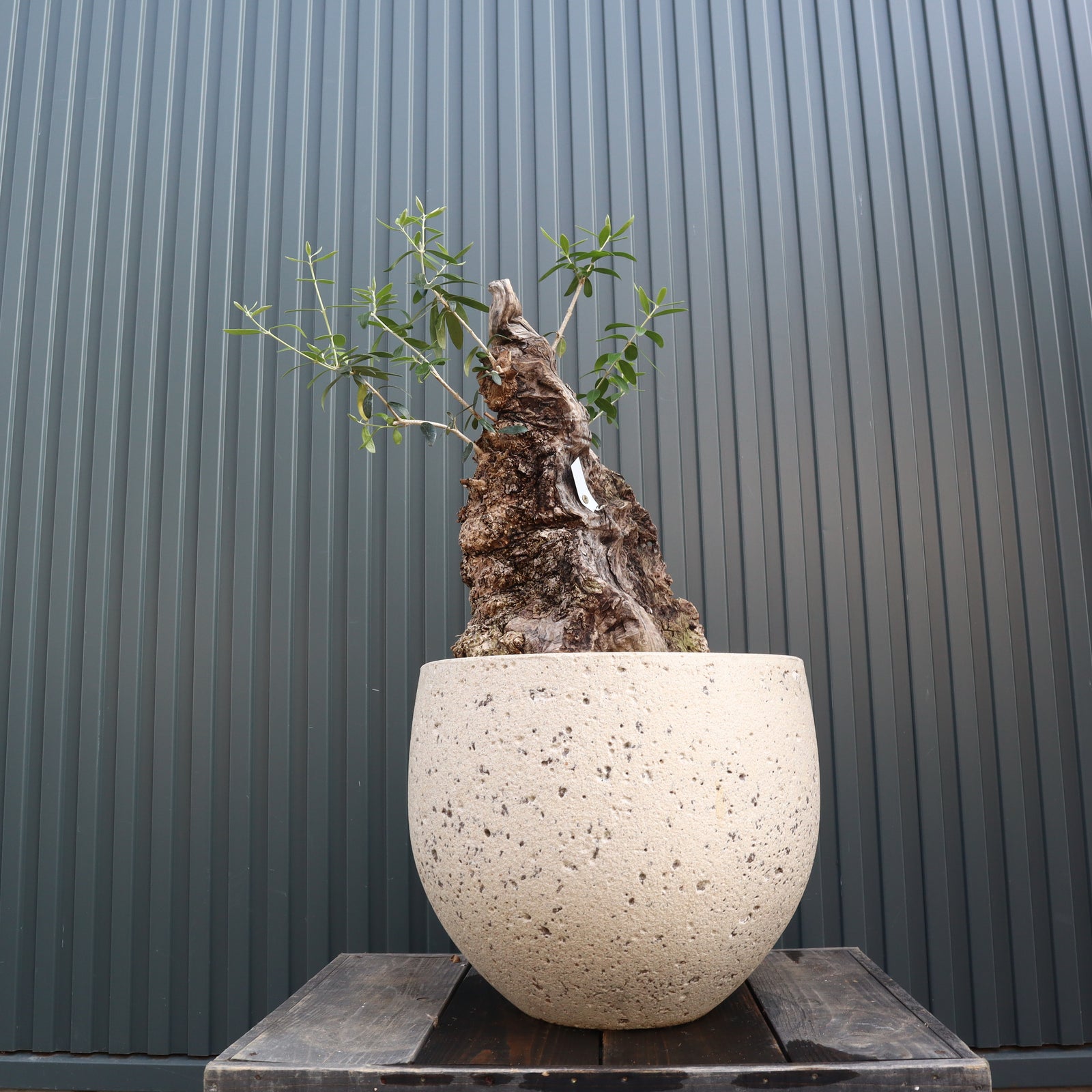 IMG_4508_2fc66ca5-e658-4b4b-