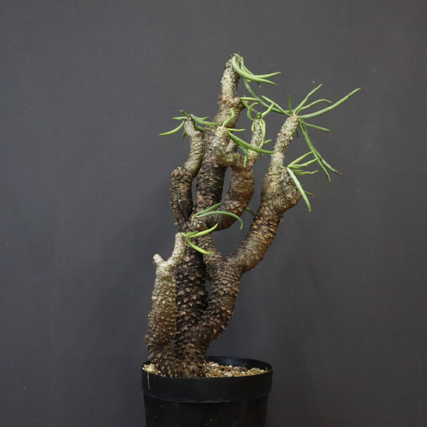 T.カカリオイデス EC1228