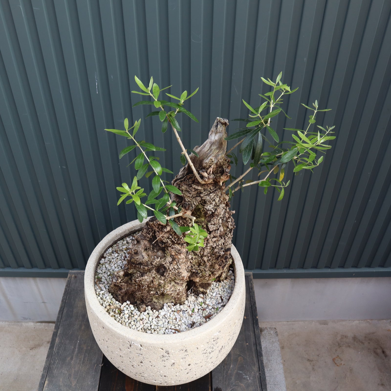 【現品】オリーブの古木　品種名：ミッション　オールドオリーブ　13号　P5番 現品】オリーブの古木 品種名：ミッション オールドオリーブ 13