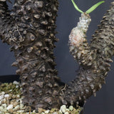 T.カカリオイデス EC1228