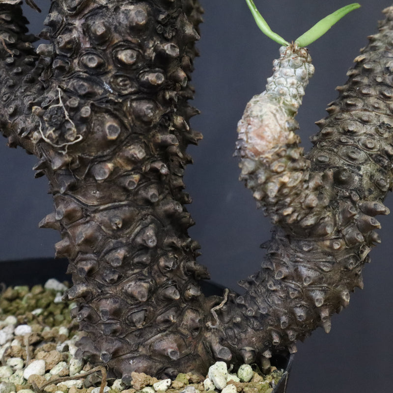 T.カカリオイデス EC1228