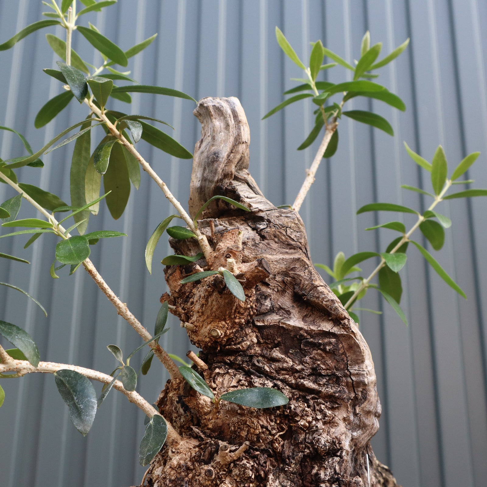 オールドオリーブ（古木） EC575 – TaiShoDo ONLINE SHOP