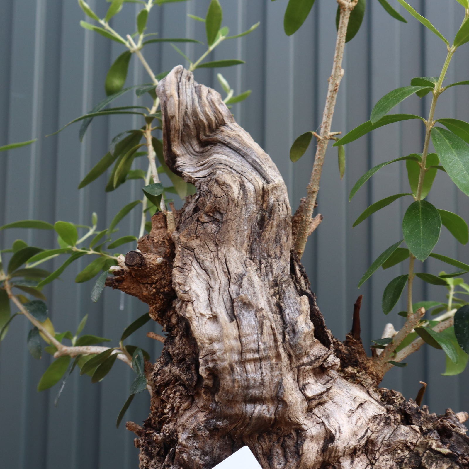 オールドオリーブ（古木） EC575 – TaiShoDo ONLINE SHOP