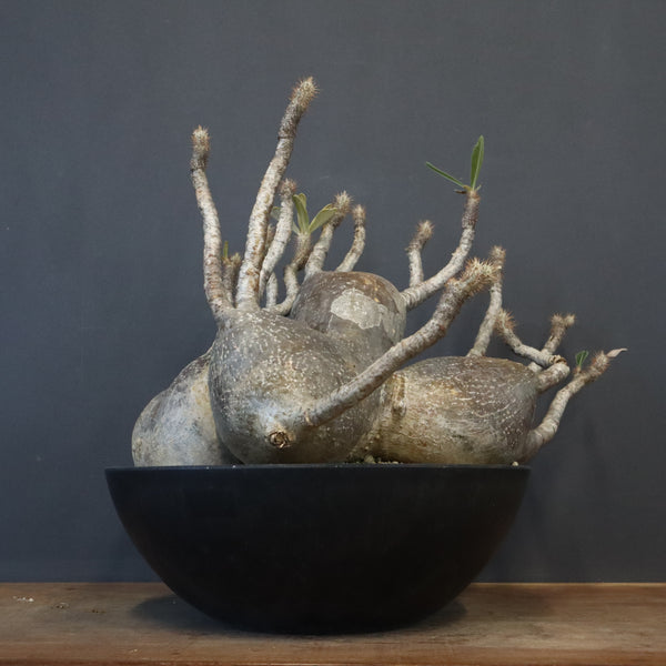 塊根植物 – 「