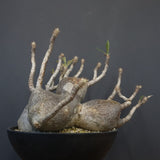 P.グラキリス 1256