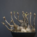 P.グラキリス 1256